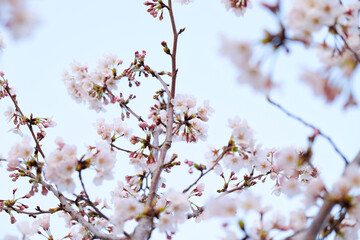 Obraz premium Cherry blossoms in full bloom