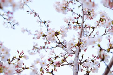 Cherry blossoms in full bloom