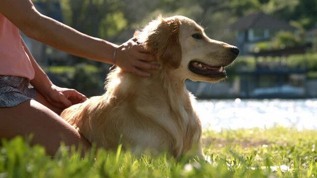 Girl stroking a dog in nature, Girl stroking gold retriver close-up
