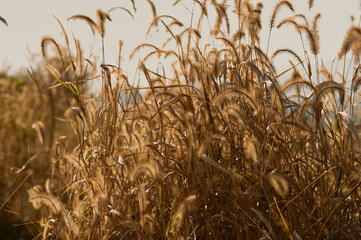 golden wheat field