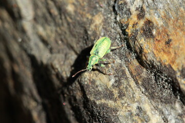 Charançon bleu turquoise