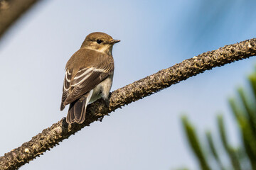 European Pied Flycatcher Ficedula hypoleuca Costa Ballena Cadiz