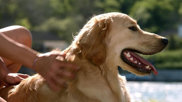 Girl stroking a dog in nature, Girl stroking gold retriver close-up