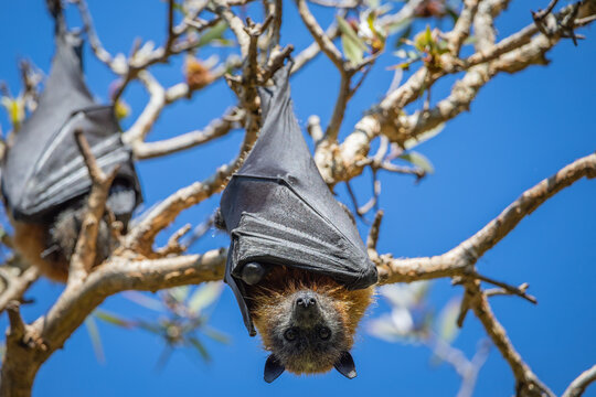 The Grey-headed Flying-fox (Pteropus Poliocephalus), Australia.