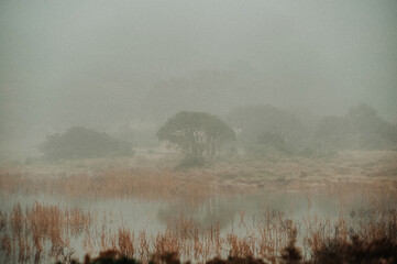 The tree in the mist