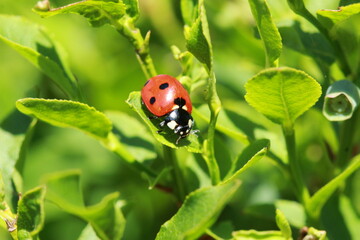 Coccinelle