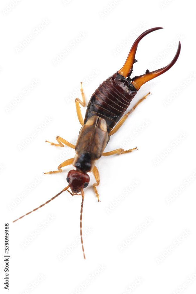 Wall mural european earwig (forficula auricularia) isolated on white