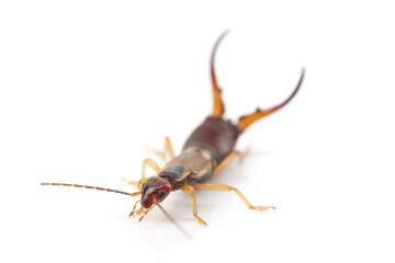 European earwig (Forficula auricularia) isolated on white