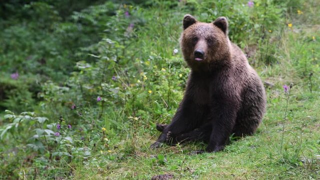 Large brown bear in a wild forest