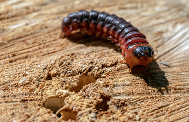 A goat moth caterpillar on a cut of a tree shows its jaws and a burrow she made. Selective focus.
