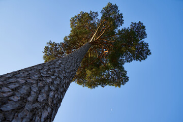 Large pine tree photographed from below, moon sickle can be seen against the blue sky. Copy space.