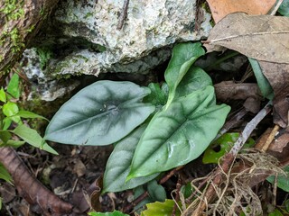 Alocasia Reversa Plant Endemic Tropical Forest Kalimantan