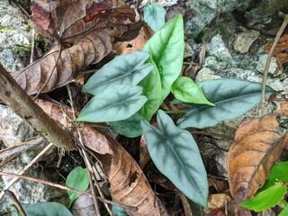 Alocasia Reversa Plant Endemic Tropical Forest Kalimantan