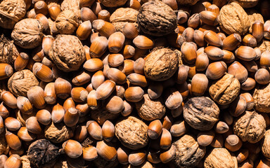 Hazelnuts and Walnuts - Autumn Garden Harvest
