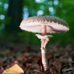 Big orange mushroom (shaggy parasol) on brown forest ground, green background.