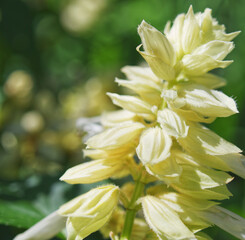 Brisbane botanical gardens flower 