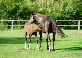 Obraz na płótnie Canvas Mare with foal on the pasture