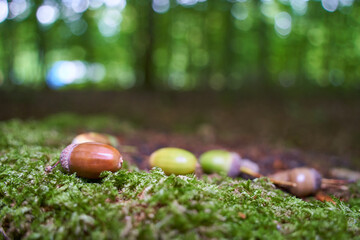 Several acorns lie on a mossy stump in the green forest.