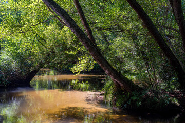 landscape of the lake of Soustons in the south west of France