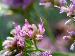 Pluchea indica (Indian camphorweed, Indian fleabane, Indian pluchea, Baccharis indica L, beluntas, luntas). This plant contains β-sitosterol and stigmasterol, which have antidiabetic.