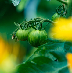 green tigerella tomato on a vine