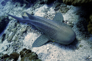 Underwater photo of  a Leopard shark. From a scuba dive at Phi Phi Islands in the Andaman sea in...