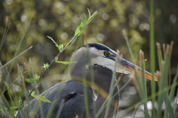 great blue heron 
