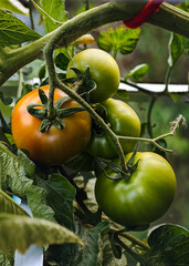 Ripe red and green tomato  in a greenhouse ready to harvest. Blurry background.