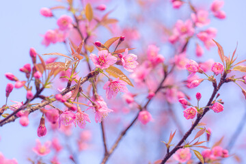 Fototapeta na wymiar Prunus cerasoides are beautiful pink in nature