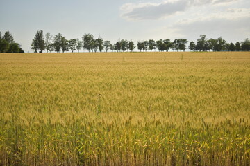 field.