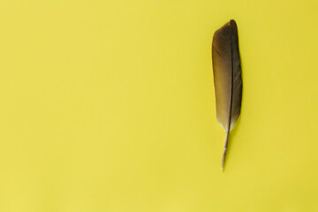 Black feathers on a yellow background