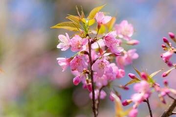 Obraz premium Prunus cerasoides are beautiful pink in nature