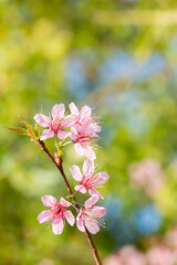 Prunus cerasoides are beautiful pink in nature
