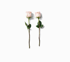 beautiful pink rose flowers with stems placed in a row isolated on white