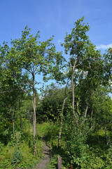 Rural garden in summer. Plum trees grow on both sides of pathway.