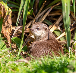 otter in the grass