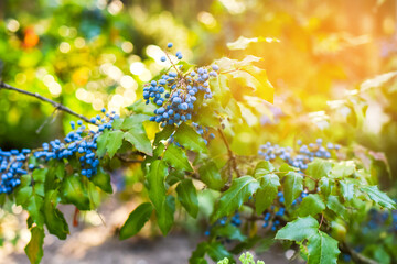 Beautiful bushes of wild berries on a summer day. Bright colors of berries and ices in nature. Sunbeams and sides