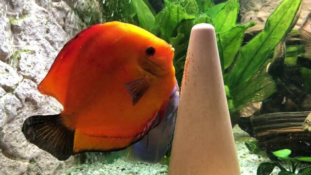 Ein P&auml;rchen Diskusfische beim laichen am Diskuskegel. Man erkennt sogar die Laichr&ouml;hre, mit der die Eier am Kegel abgelegt, befestigt werden.