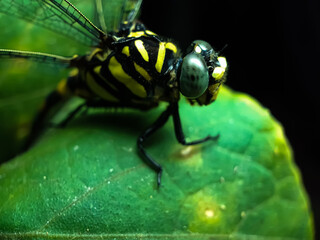 A beautiful dragon fly is perched on the leaves of a green tree. This is a garden.