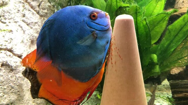 Ein P&auml;rchen Diskusfische beim laichen am Diskuskegel. Man erkennt sogar die Laichr&ouml;hre, mit der die Eier am Kegel abgelegt, befestigt werden.