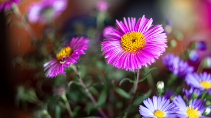 Obraz premium Forest flowers