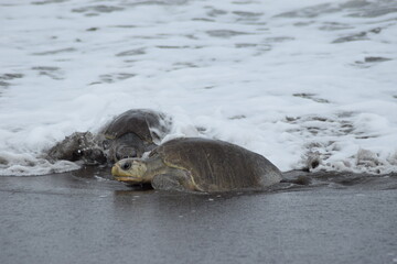 Fototapeta premium tortuga lora playa odtional costa rica