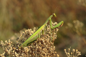 European mantis (Mantis religiosa) perched on dried wildflowers in warm evening light. A striking insect known for its predatory behavior and elegant posture © Maciej Bonk