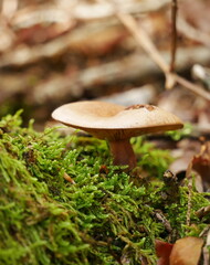 Close-up of a mushroom called Clitocybe odora in the moss
