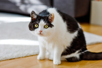 Beautiful relaxed domestic cat at home. Family pets.