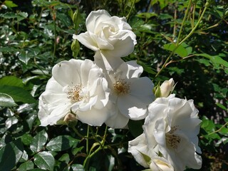 Obraz na płótnie Canvas white roses