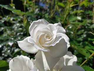Obraz premium white rose in the garden