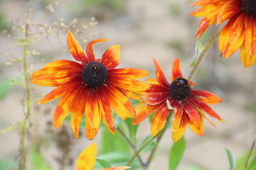 Coneflowers In Bloom, U of A Botanic Gardens, Devon, Alberta