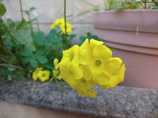 yellow flowers in a pot