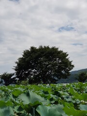 clear sky over the lotus and tree